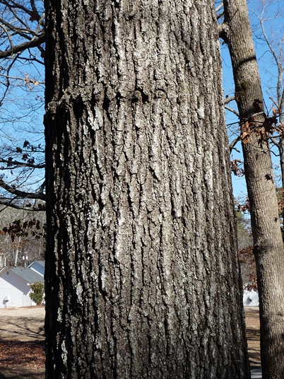 {Quercus velutina}